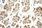 POR antibody - N-terminal region